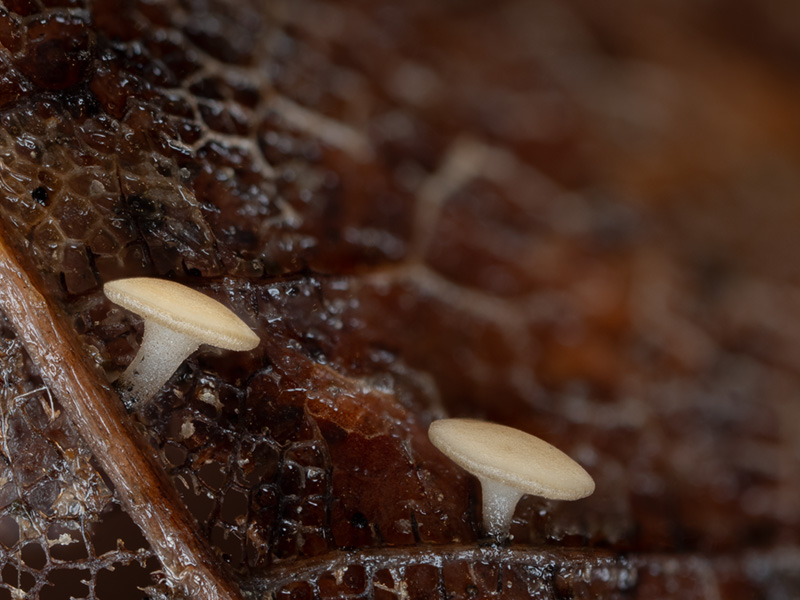 Hymenoscyphus vacini Hymenoscyphus vacini